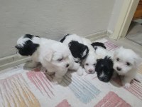 Yavru maltese terrier köpekler