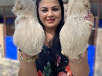 Ufacık Maltipoo yavrularım