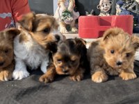 Ankaranın en seçkin tea cup morkie yavruları