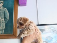 Sevimli maltipoo bebekler