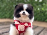 2 aylık dişi pomeranian yavru