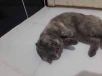 Female scottish fold for free adoption