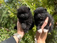 POMERANİAN BOO YAVRULARI ORJİNAL