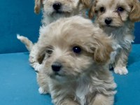 Minik Maltipoo Yavrular İçin Ulaşabilirsiniz