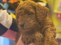 7 Yıllık Tecrübemiz ile poodle yavrularımız sizlerle