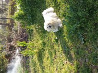 ÜCRETSİZ KÖPEĞİMİZ