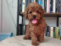 Toy poodle bebekler