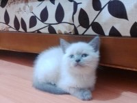 British blue point