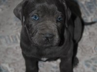 MÜKEMMEL KALİTE BLUE&LİLAC CANE CORSO YAVRULARI