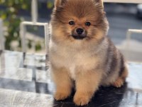 4 AYLIK POMERANİAN BOO