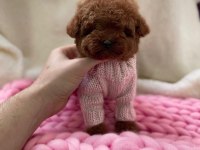 Kore Toy Poodle