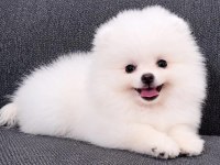 Tea cuo pomeranian boo yavru