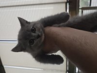 1.5 aylık british shorthair yavrumuz