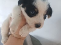 Terrier 30 günlük yavrularımız