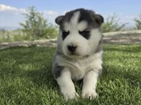 Safkan Husky Minikler