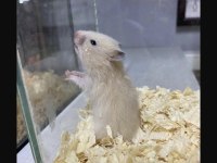 YOU ASK FOR A HAMSTER WELL BRİNG İT TO ANTALYA