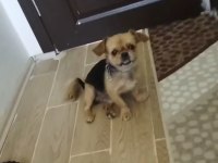 Tarçın saf pekinez yavru