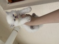 British longhair kedimiz