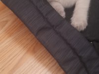 Scottish Fold ve British Shorthair Yavrular