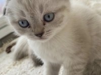 Scottish fold silver
