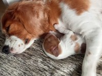 Orijinal Cavalier King Charles Yavrular