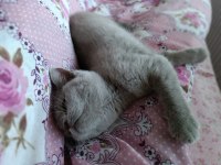 British 3 aylık dişi british shorthair