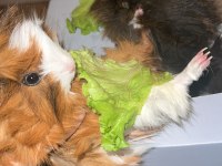 Guinea pig