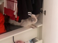 British longhair bulut oğlumuza bakacak bir yuva arıyoruz