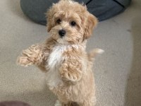 MÜKEMMEL MALTİPOO LAR SİZİN İÇİN BURADA