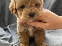 Biblo gibi maltipoo bebeklerimiz