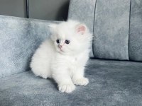2 AYLIK UZUN TÜYLÜ SCOTTİSH STRAİGHT