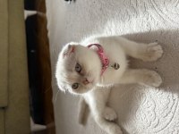 Dişi scottish fold prenses kızımız