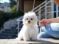 Muhteşem maltese terrier yavrularımız
