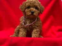 Toy Poodle Tavrular