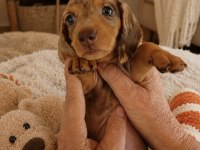 Dişi Nadir Renk Merle Dachshund Yavrumuz