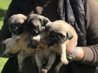 A Kalite PUG MOPS BEBEKLER