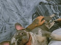 Çiftleşmek için erkek french bulldog aday arıyoruz