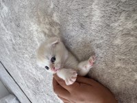 Yuva Arayan Minik Bebek Scottish Fold