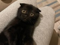 Scottish Fold