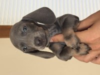 MİNİ BOY ÖZEL DACHSHUND BEBEĞİMİZ AŞILI GARANTİLİ