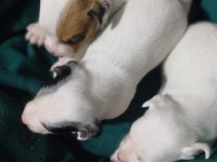 Jack russell yavrular