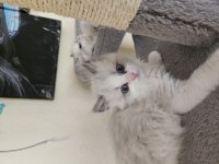 Dünyalar Güzeli Ragdoll Bicolor Seal Yavrular