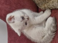Bursa Yavru british shorthair uygun aileye