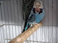 2 takım show jumbo muhabbet kuşu