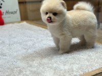 POMERANİAN IRKININ EN İYİLERİNİ İSTEYENLERE