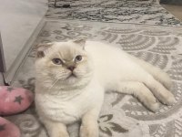1 yaşında scottish fold erkek