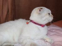İzmir kedi sahiplendirilcektir