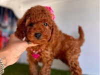 Premium Toy Poodle
