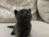 Yavru british shorthair kedimizi sahiplendirme