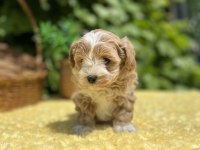 Harika Güzellikte Maltipoo Yavrular